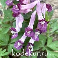 Хохлатка гибридная Диксиленд 