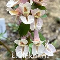 Corydalis x allenii Enno