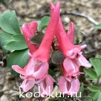 Corydalis solida Falls of Nimrodel