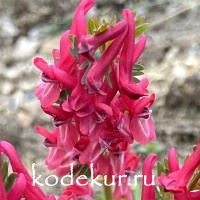 Corydalis solida G.P. Baker