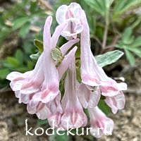 Corydalis  kuznetzovii