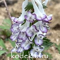 Corydalis solida Merlin
