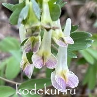 Хохлатка крупноприцветниковая  Перламутровая