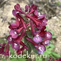 Хохлатка плотная  Тамара