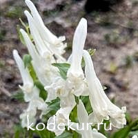 Corydalis angustifolia