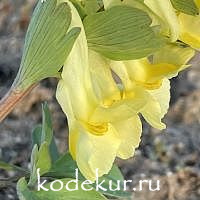 Corydalis bracteata