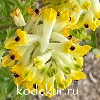 Corydalis nobilis