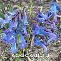 Corydalis turczaninovii