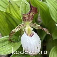 Cypripedium Gisela  White Lips 