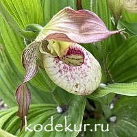 Cypripedium   Lucy Pinkepank