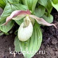 Cypripedium х ventricosum Pastel  