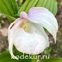 Cypripedium macranthum pink-white