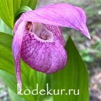 Cypripedium macranthum pink