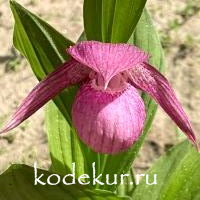 Cypripedium ventricosum burgundy