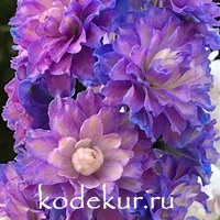 Delphinium elatum Highlander Bolero