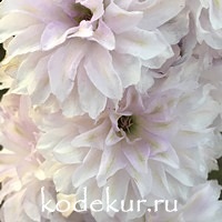 Delphinium elatum Highlander Cha Cha