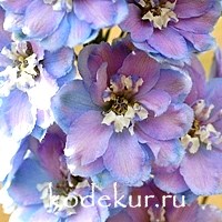 Delphinium elatum Gossamer