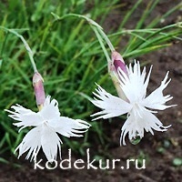 Dianthus petraeus