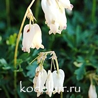 Dicentra formosa Aurora