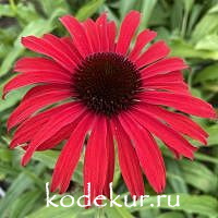 Echinacea purpurea Fountain Red