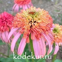 Echinacea hybridum Guava Ice