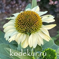 Echinacea purpurea Meditation Lime