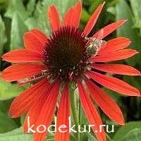 Echinacea purpurea Orange Pearl