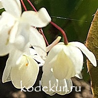 Epimedium youngianum Neveum