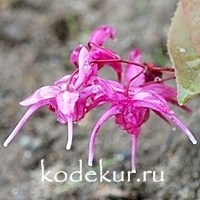 Epimedium grandiflorum Red Beauty