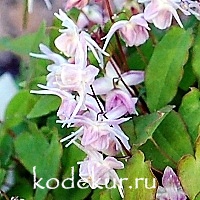 Epimedium grandiflorum Akebono