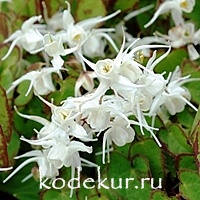 Epimedium grandiflorum higoense-speckled