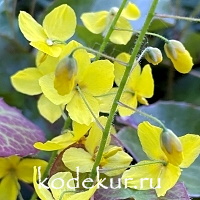 Epimedium pinnatum ssp. colchicum