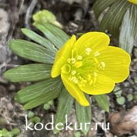 Eranthis hyemalis