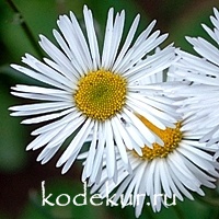 Erigeron  hybrida Sommerneuschnee