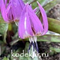 Еrythronium denscanis Purple King