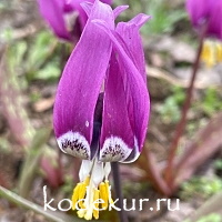 Erythronium sibirica Slavianka