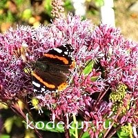 Eupatorium maculatum Purple Blush