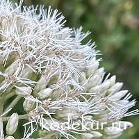 Eupatorium maculatum Snowball