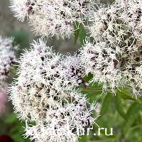 Eupatorium cannabinus 