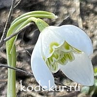 Galanthus nivalis var. Flore Pleno