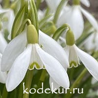 Galanthus nivalis 