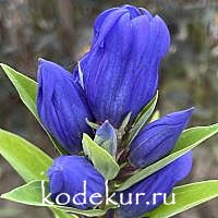 Gentiana makinoi Corona