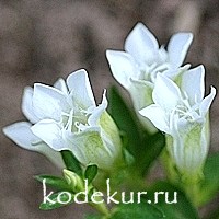 Gentiana septemfida Alba