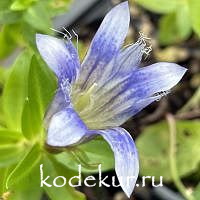 Gentiana septemfida blue