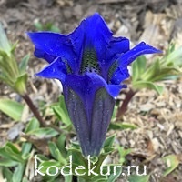 Gentiana acaulis (kochiana)