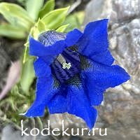 Gentiana angustifolia Souler Pass