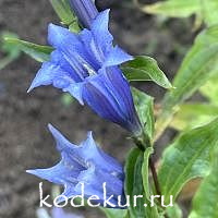 Gentiana asclepiadea