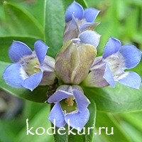 Gentiana bigelovii