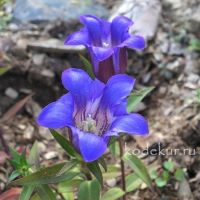 Gentiana hybrida