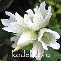 Gentiana makinoi White Magic